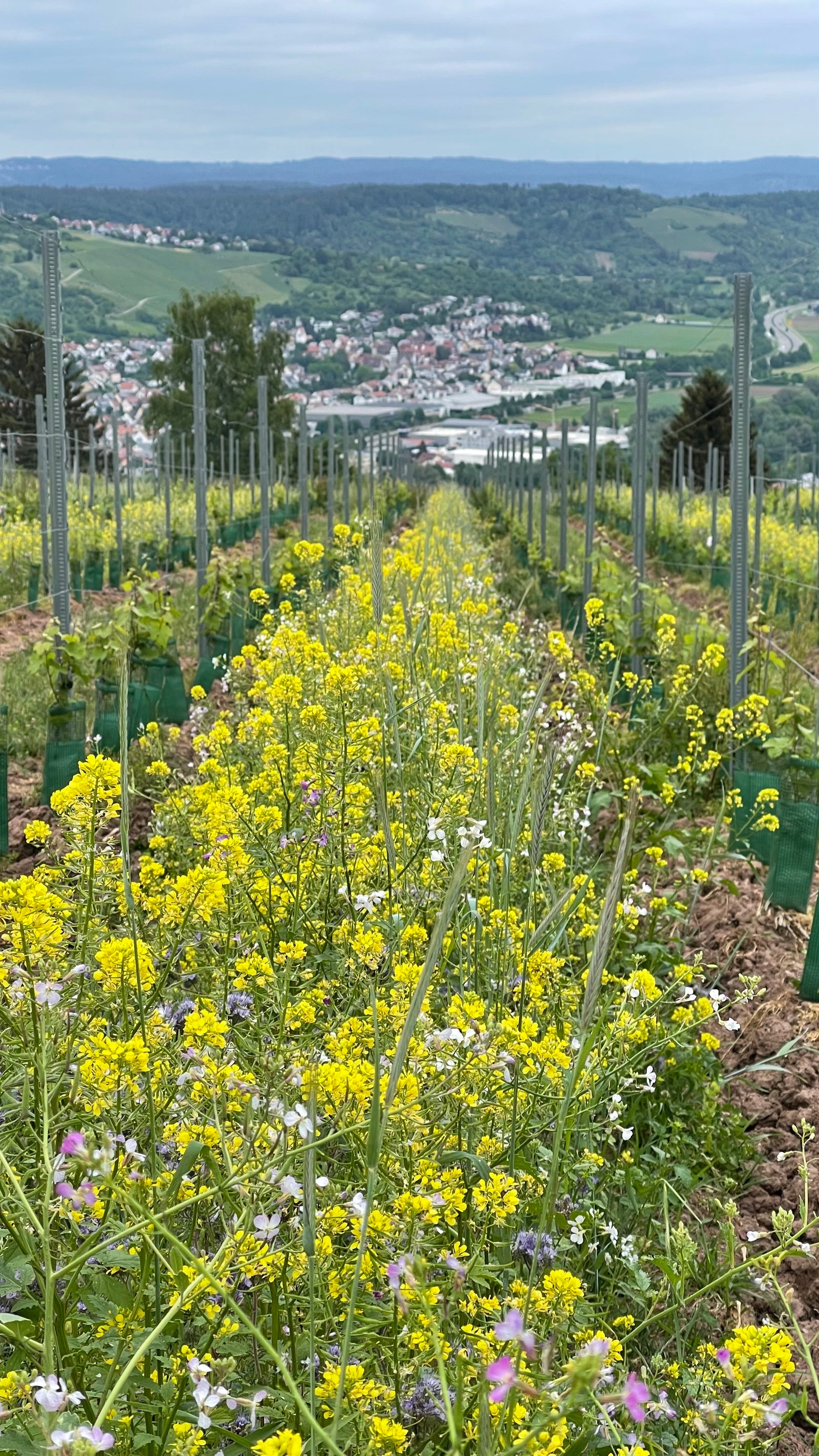 Bio ist selbstverständlich